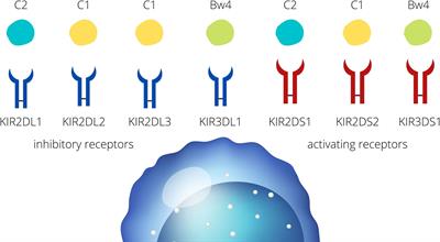 KIR- Ligand Interactions in Hypertensive Disorders in Pregnancy